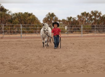 Altri pony/cavalli di piccola taglia, Castrone, 11 Anni, 104 cm