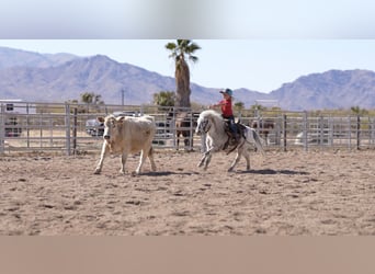 Altri pony/cavalli di piccola taglia, Castrone, 11 Anni, 104 cm