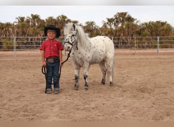 Altri pony/cavalli di piccola taglia, Castrone, 11 Anni, 104 cm