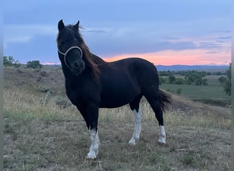 Altri pony/cavalli di piccola taglia, Castrone, 11 Anni, 112 cm, Pezzato