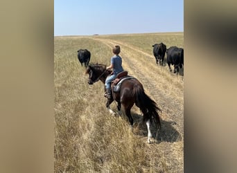 Altri pony/cavalli di piccola taglia, Castrone, 11 Anni, 112 cm, Pezzato