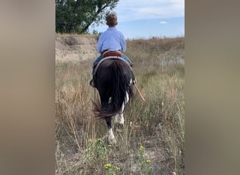 Altri pony/cavalli di piccola taglia, Castrone, 11 Anni, 112 cm, Pezzato