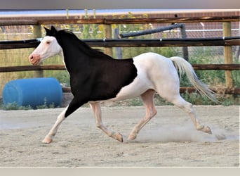 Altri pony/cavalli di piccola taglia, Castrone, 11 Anni, 117 cm