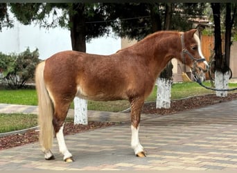 Altri pony/cavalli di piccola taglia, Castrone, 11 Anni, 120 cm, Sauro