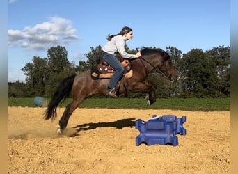 Altri pony/cavalli di piccola taglia, Castrone, 11 Anni, 122 cm, Baio roano