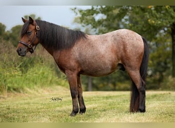 Altri pony/cavalli di piccola taglia, Castrone, 11 Anni, 122 cm, Baio roano