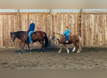 Altri pony/cavalli di piccola taglia, Castrone, 11 Anni, 124 cm, Sauro ciliegia