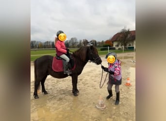 Altri pony/cavalli di piccola taglia, Castrone, 11 Anni, 125 cm, Baio scuro