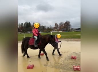 Altri pony/cavalli di piccola taglia, Castrone, 11 Anni, 125 cm, Baio scuro