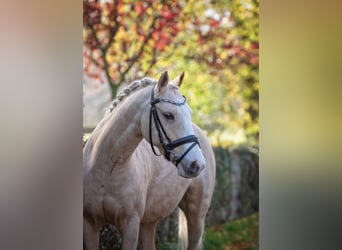 Altri pony/cavalli di piccola taglia, Castrone, 11 Anni, 125 cm, Palomino
