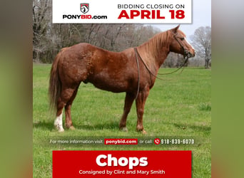 Altri pony/cavalli di piccola taglia, Castrone, 11 Anni, 130 cm, Sauro ciliegia