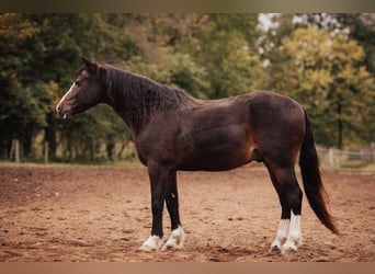 Altri pony/cavalli di piccola taglia, Castrone, 11 Anni, 137 cm, Baio ciliegia