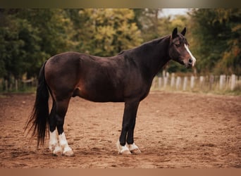 Altri pony/cavalli di piccola taglia, Castrone, 11 Anni, 137 cm, Baio ciliegia