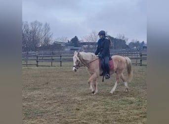 Altri pony/cavalli di piccola taglia, Castrone, 11 Anni, 138 cm, Palomino