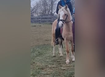 Altri pony/cavalli di piccola taglia, Castrone, 11 Anni, 138 cm, Palomino