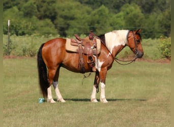 Altri pony/cavalli di piccola taglia, Castrone, 11 Anni, 140 cm, Baio ciliegia