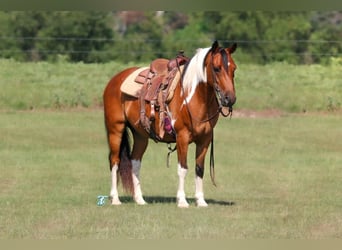 Altri pony/cavalli di piccola taglia, Castrone, 11 Anni, 140 cm, Baio ciliegia