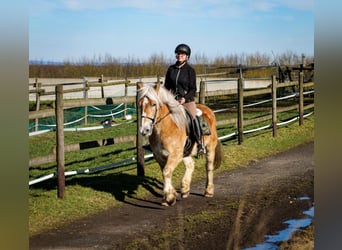 Altri pony/cavalli di piccola taglia, Castrone, 11 Anni, 144 cm, Palomino