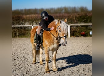 Altri pony/cavalli di piccola taglia, Castrone, 11 Anni, 144 cm, Palomino