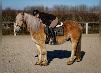 Altri pony/cavalli di piccola taglia, Castrone, 11 Anni, 144 cm, Palomino