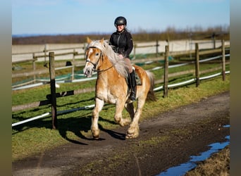 Altri pony/cavalli di piccola taglia, Castrone, 11 Anni, 144 cm, Palomino