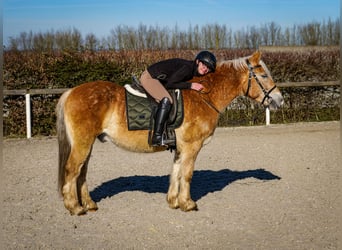 Altri pony/cavalli di piccola taglia, Castrone, 11 Anni, 144 cm, Palomino