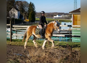 Altri pony/cavalli di piccola taglia, Castrone, 11 Anni, 144 cm, Palomino