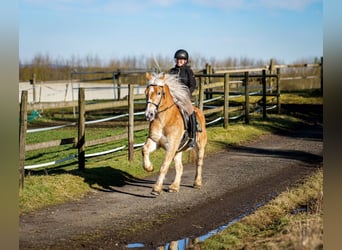 Altri pony/cavalli di piccola taglia, Castrone, 11 Anni, 144 cm, Palomino