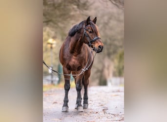 Altri pony/cavalli di piccola taglia Mix, Castrone, 11 Anni, 148 cm, Baio scuro