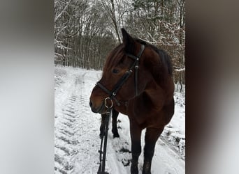 Altri pony/cavalli di piccola taglia Mix, Castrone, 11 Anni, 148 cm, Baio scuro