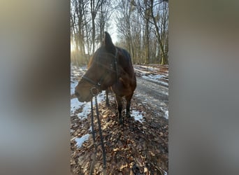 Altri pony/cavalli di piccola taglia Mix, Castrone, 11 Anni, 148 cm, Baio scuro