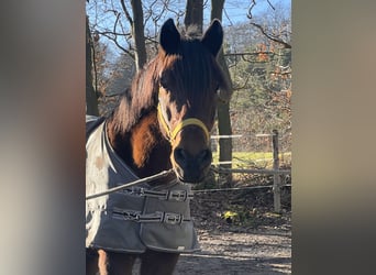 Altri pony/cavalli di piccola taglia Mix, Castrone, 11 Anni, 148 cm, Baio scuro