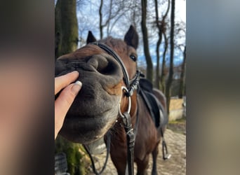 Altri pony/cavalli di piccola taglia Mix, Castrone, 11 Anni, 148 cm, Baio scuro