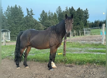 Altri pony/cavalli di piccola taglia Mix, Castrone, 11 Anni, 150 cm, Baio