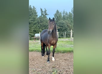 Altri pony/cavalli di piccola taglia Mix, Castrone, 11 Anni, 150 cm, Baio