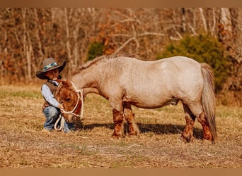 Altri pony/cavalli di piccola taglia, Castrone, 11 Anni, 81 cm, Sauro scuro