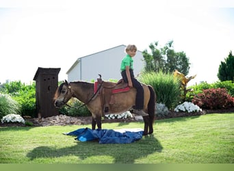 Altri pony/cavalli di piccola taglia, Castrone, 11 Anni, 91 cm, Pelle di daino