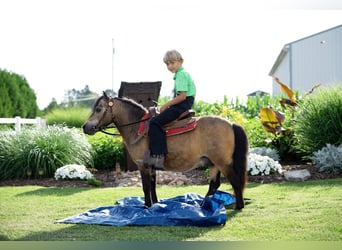 Altri pony/cavalli di piccola taglia, Castrone, 11 Anni, 91 cm, Pelle di daino