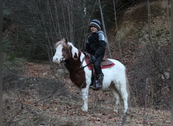 Altri pony/cavalli di piccola taglia, Castrone, 11 Anni, 91 cm, Pezzato