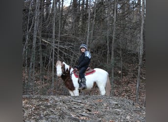 Altri pony/cavalli di piccola taglia, Castrone, 11 Anni, 91 cm, Pezzato