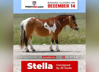 Altri pony/cavalli di piccola taglia, Castrone, 11 Anni, 97 cm, Pezzato
