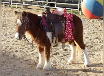 Altri pony/cavalli di piccola taglia, Castrone, 11 Anni, 97 cm, Sauro scuro