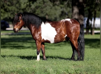 Altri pony/cavalli di piccola taglia, Castrone, 11 Anni, 98 cm, Baio ciliegia