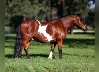 Altri pony/cavalli di piccola taglia, Castrone, 11 Anni, 98 cm, Baio ciliegia