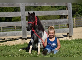 Altri pony/cavalli di piccola taglia, Castrone, 12 Anni, 102 cm, Roano blu