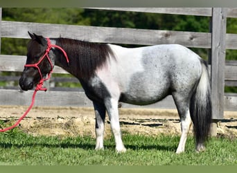 Altri pony/cavalli di piccola taglia, Castrone, 12 Anni, 102 cm, Roano blu