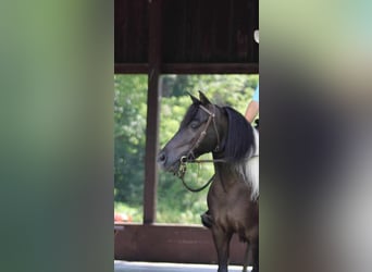 Altri pony/cavalli di piccola taglia, Castrone, 12 Anni, 112 cm, Morello