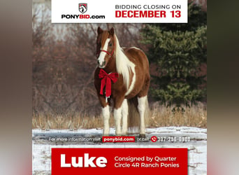 Altri pony/cavalli di piccola taglia, Castrone, 12 Anni, 112 cm, Sauro ciliegia