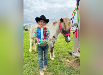 Altri pony/cavalli di piccola taglia, Castrone, 12 Anni, 117 cm