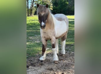 Altri pony/cavalli di piccola taglia, Castrone, 12 Anni, 117 cm